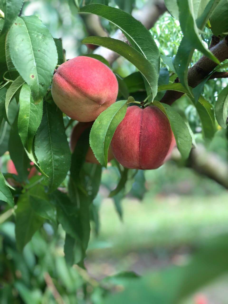 Bennett Orchards - Bennett Peach Varieties